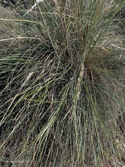 Macrochloa tenacissima