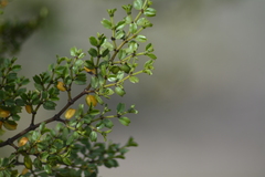 Larrea cuneifolia
