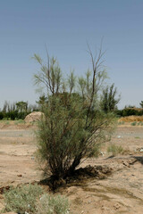 Haloxylon persicum