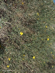 Launaea arborescens
