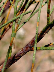 Haloxylon persicum