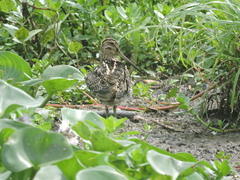 Gallinago paraguaiae