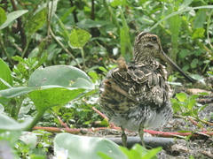 Gallinago paraguaiae