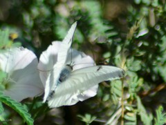 Tatochila
