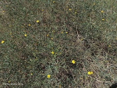 Launaea arborescens