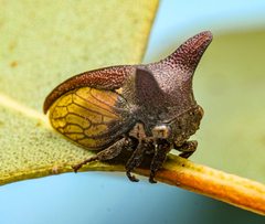 Membracidae