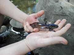 Ambystoma velasci