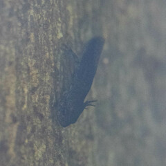 Pleurodelinae