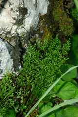 Asplenium fissum