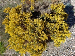Ulex parviflorus