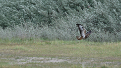 Buteo buteo