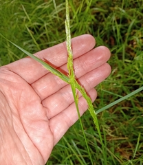 Alopecurus myosuroides