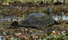 Pseudemys peninsularis