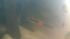 Crenicichla lugubris