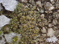 Candelariella