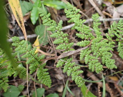 Cheilanthes hirta hirta