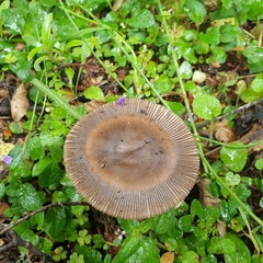 Amanita pekeoides