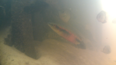 Crenicichla lugubris