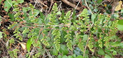 Cheilanthes hirta hirta