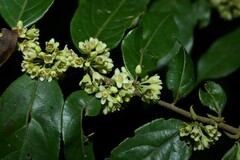 Casearia arborea