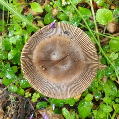 Amanita pekeoides