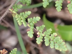 Cheilanthes hirta hirta