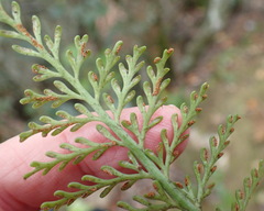 Asplenium rutifolium