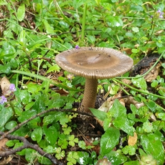 Amanita pekeoides