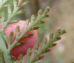 Asplenium rutifolium
