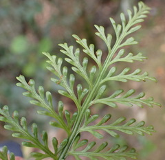 Asplenium rutifolium