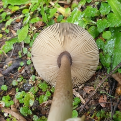 Amanita pekeoides