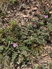 Erodium cicutarium