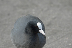 Fulica atra