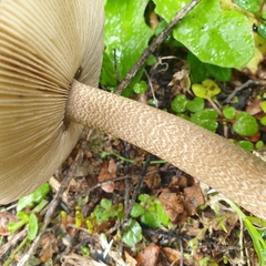 Amanita pekeoides