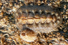 Acanthochitona fascicularis