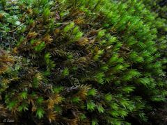 Racomitrium aquaticum