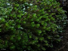 Racomitrium aquaticum