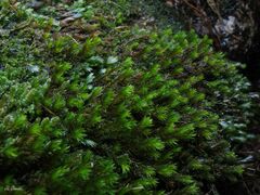 Racomitrium aquaticum