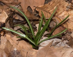 Ornithogalum umbellatum