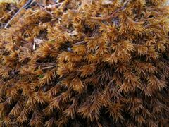 Racomitrium aquaticum