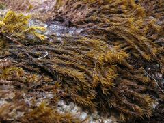 Racomitrium aquaticum