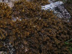 Racomitrium aquaticum