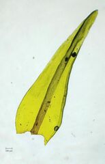 Racomitrium aquaticum