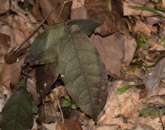 Bignonia capreolata