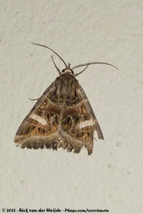 Cerocala vermiculosa