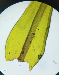 Racomitrium aquaticum