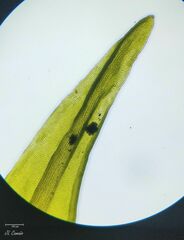 Racomitrium aquaticum