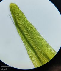 Racomitrium aquaticum