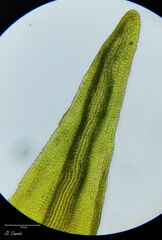 Racomitrium aquaticum