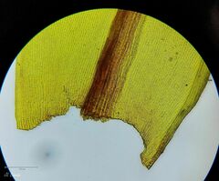 Racomitrium aquaticum